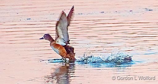 Duck Taking Flight_DSCF6453.jpg - Ring-necked Duck (Aythya collaris) photographed along the Rideau Canal Waterway at Kilmarnock, Ontario, Canada.